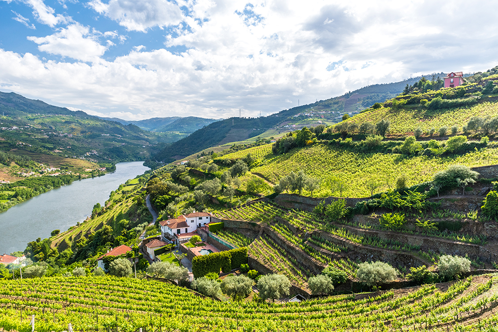 Vinvandring i Dourodalen